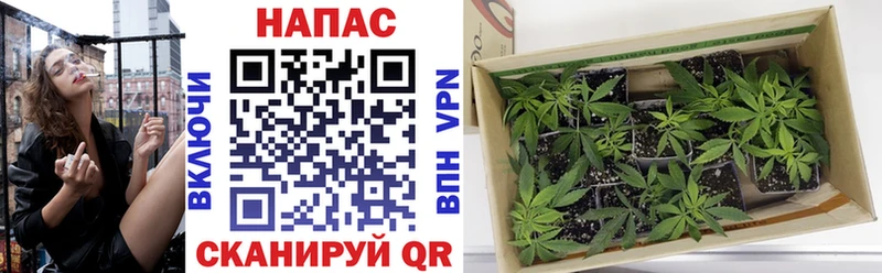 купить закладку  Пугачёв  кракен   Бошки Шишки марихуана 